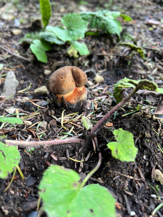 Chatka Pod Lysou Остравіце Екстер'єр фото